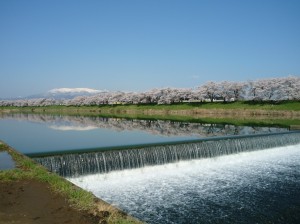 2015_3_31_ラスト吉田様_白石川