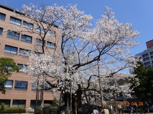 2017_04_石割桜290424-1